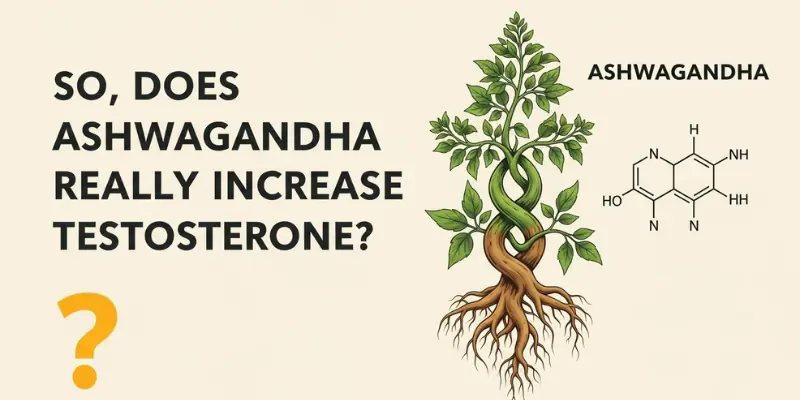 So, Does Ashwagandha Really Increase Testosterone