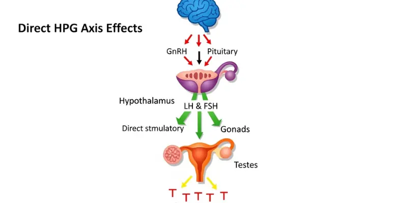 Direct HPG Axis Effects