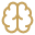 brain